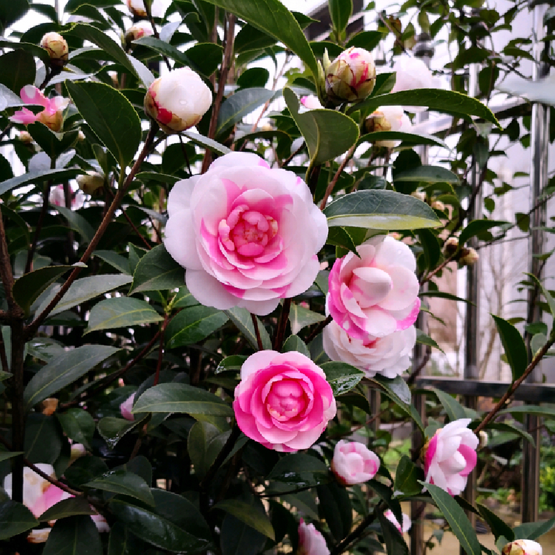 E. G. Waterhouse Camellia Seeds